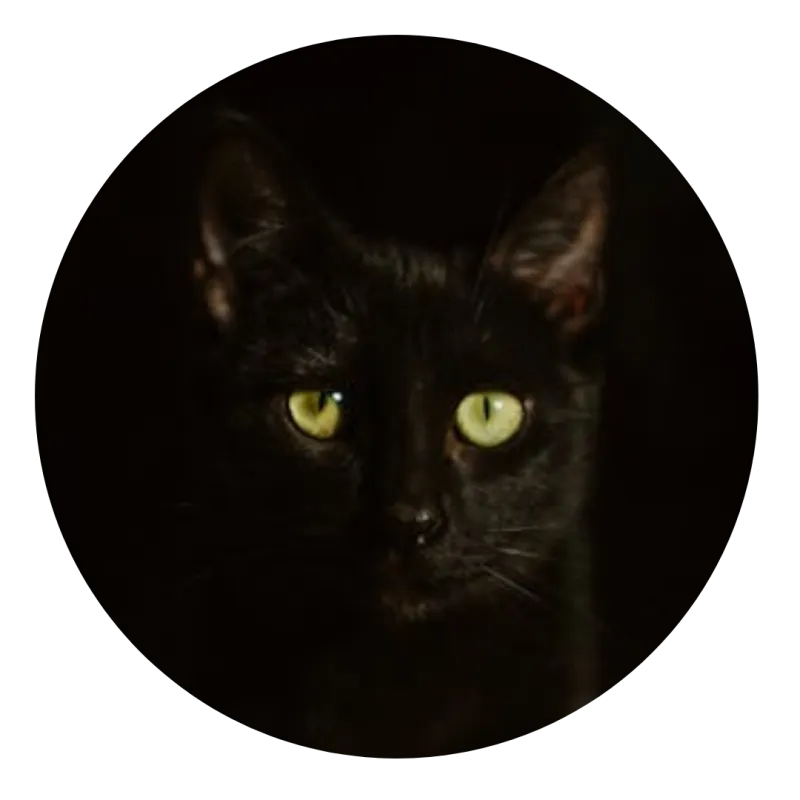 A black cat seeing clearly in the dark, a metaphor for finding clarity in climate-aware therapy