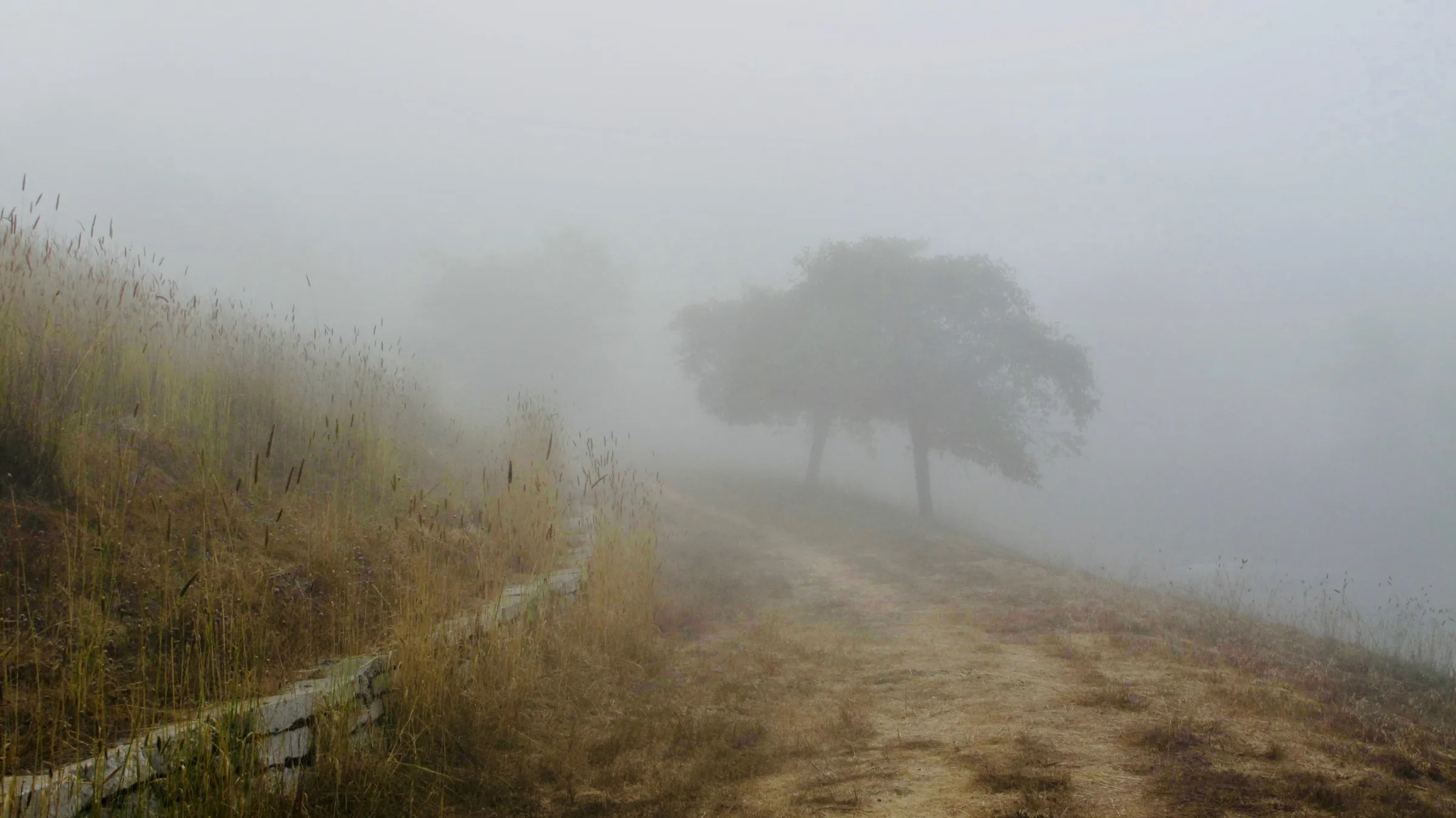 Misty early-spring path past two trees on an upstate New York hillside, therapy for life transitions with Laurie Buehler, MFT